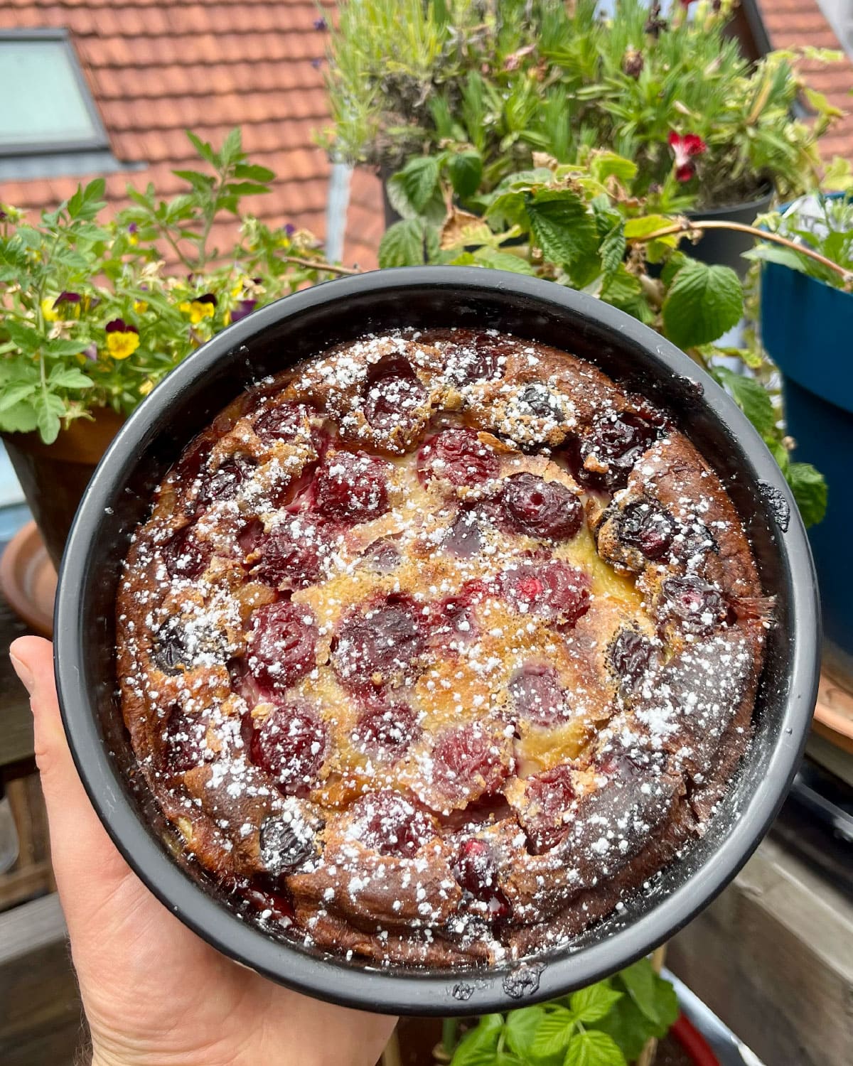 clafoutis aux cerises avec du sucre glaçe sur le dessus