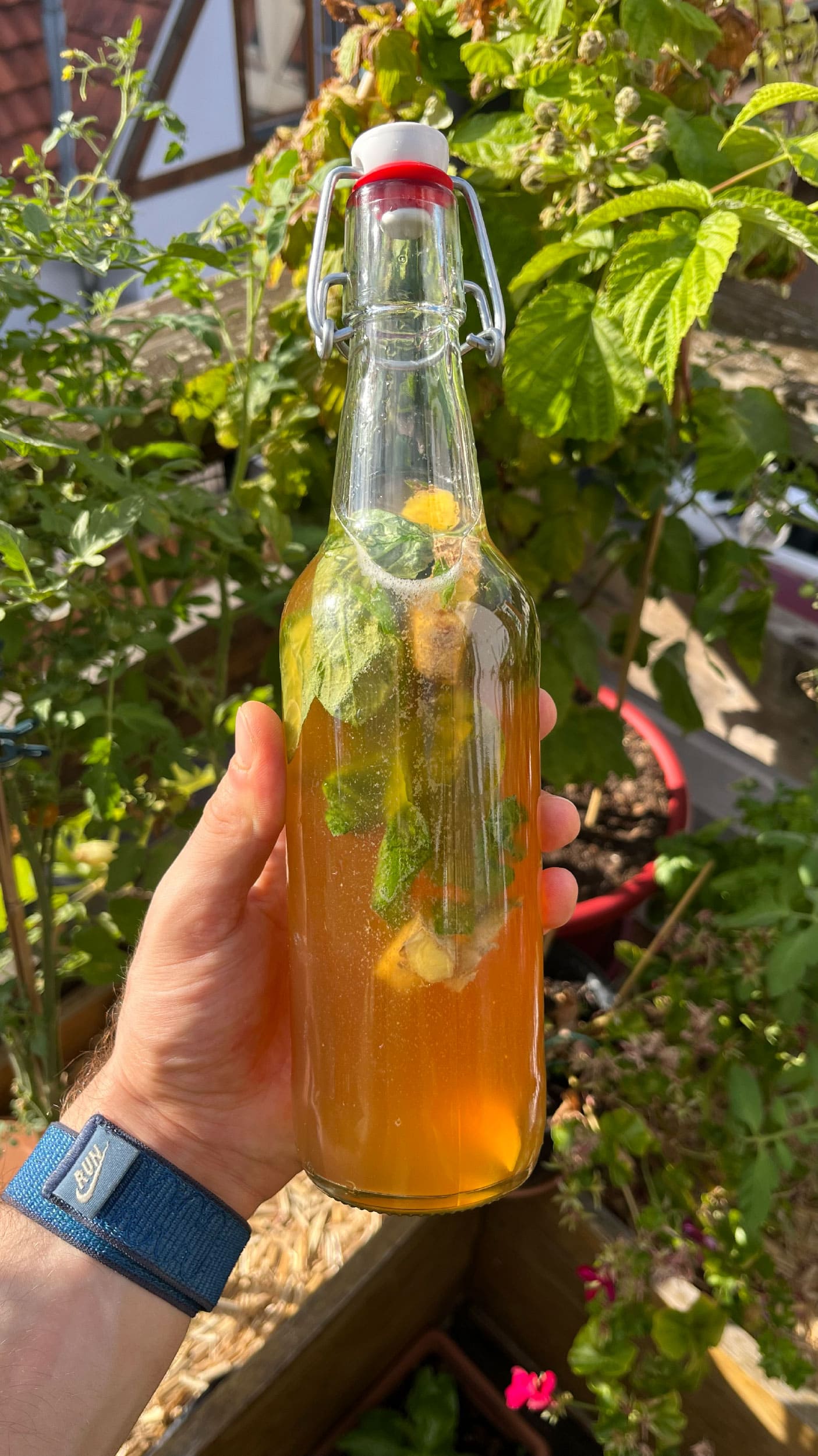 Bouteille kombucha citron basilic